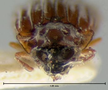 Media type: image;   Entomology 6621 Aspect: head dorsal view